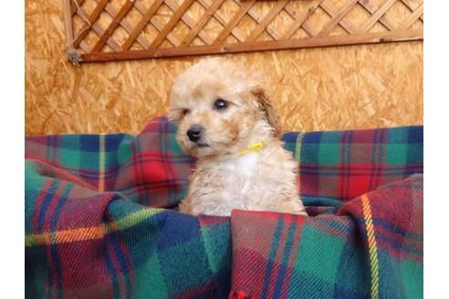 成約済の宮城県のトイプードル-121149の4枚目